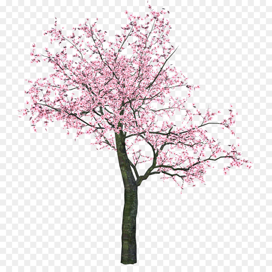 Cherry blossom Clip-art-Portable-Network-Graphics-Baum - Kirschblüte