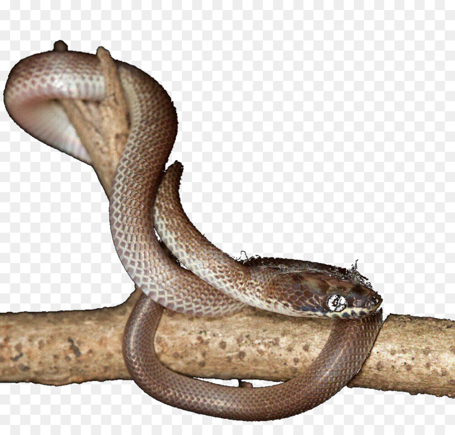 Boa constrictor Elapid Schlangen Klapperschlange Tier - Geschenk tag