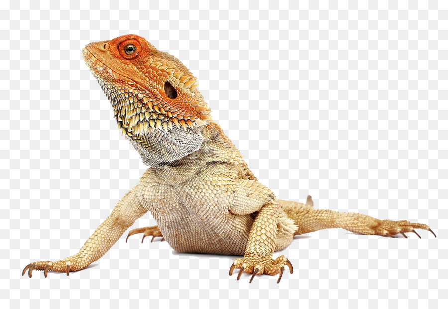 Reptil zentrale bearded dragon Pet Gesundheit - Gesundheit