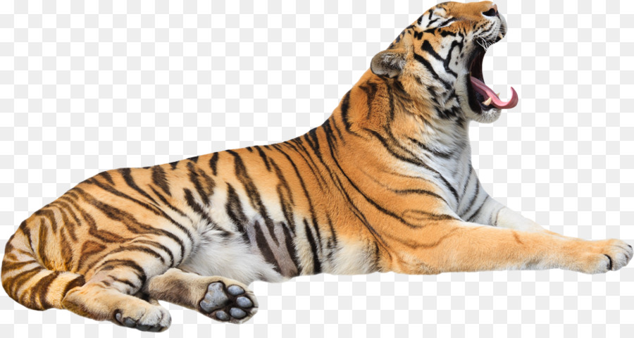 Hổ Cát Gầm Thú Râu - con hổ