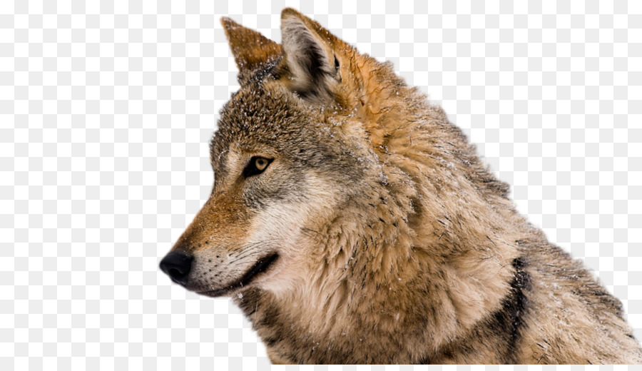 Clip nghệ thuật Coyote á Âu sói Chứng nhiếp ảnh sói Bắc cực - con sói đơn độc nền