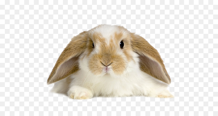 Lop Kaninchen Desktop Wallpaper Inländischen Kaninchen Tan Kaninchen - Kaninchen