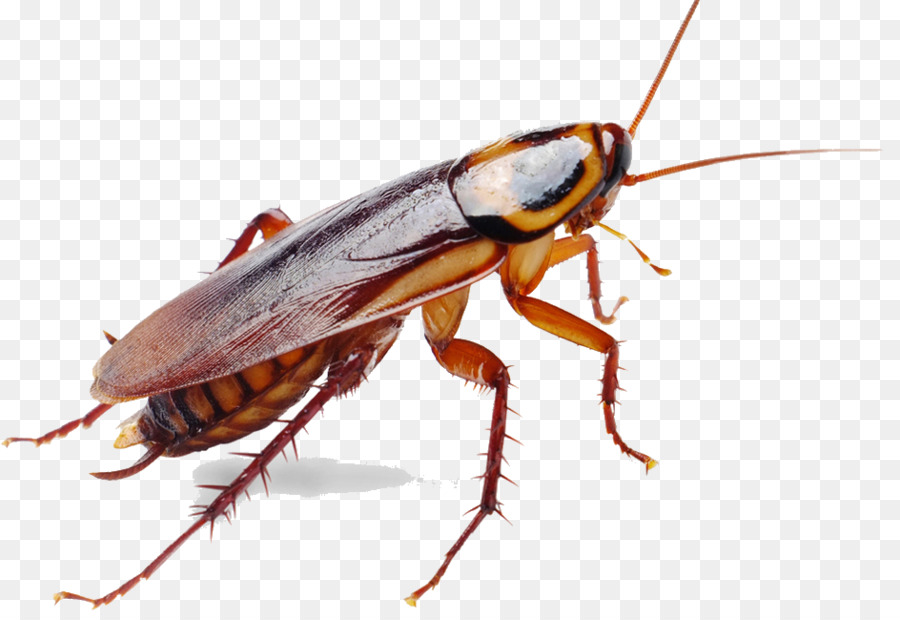 Il tedesco scarafaggio controllo dei Parassiti dell'Insetto - scarafaggio