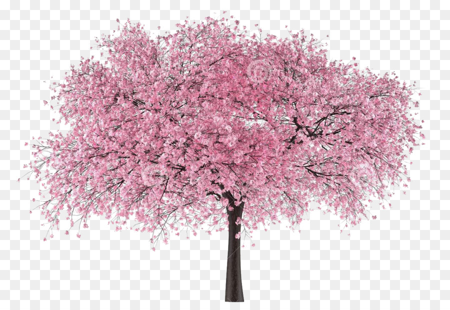 Cherry blossom Portable Network Graphics clipart Albero - Mi dispiace, Sakura