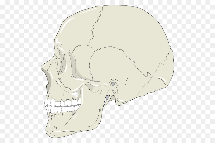 Clip art Cranio di grafica Vettoriale Icone del Computer Immagine - cranio profilo