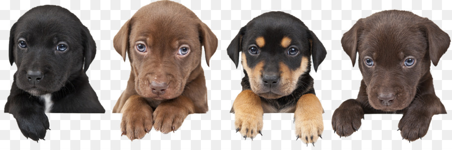 Cucciolo di Pastore tedesco, il Parto casella di addestramento del Cane del Cane di razza - segni ansioso cane
