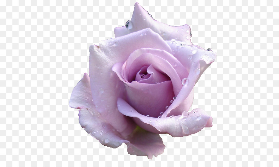 Rose Clip art Lavendel-Desktop Wallpaper Rosa - baby Atem Blumen