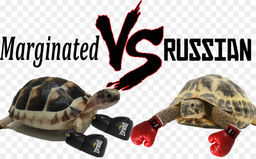 Box Schildkröten Begrenzter Landschildkröte russische Landschildkröte Hermann ' s tortoise - Russische Schildkröte