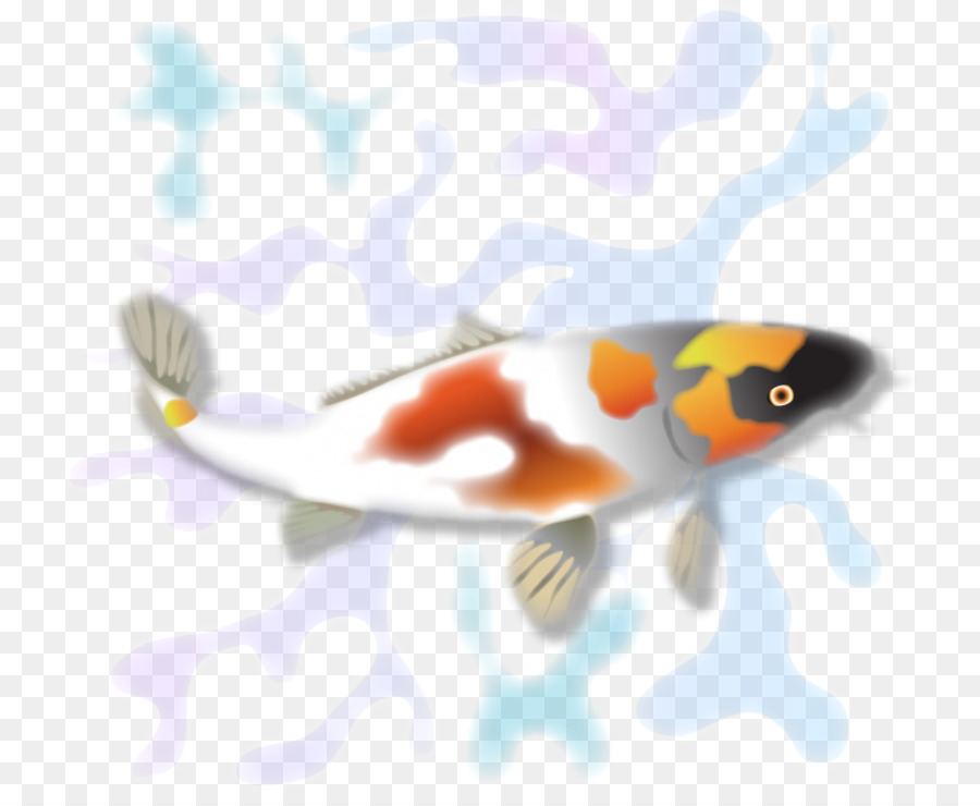 Koi Fauna Marine Biologie Fisch - orange orange