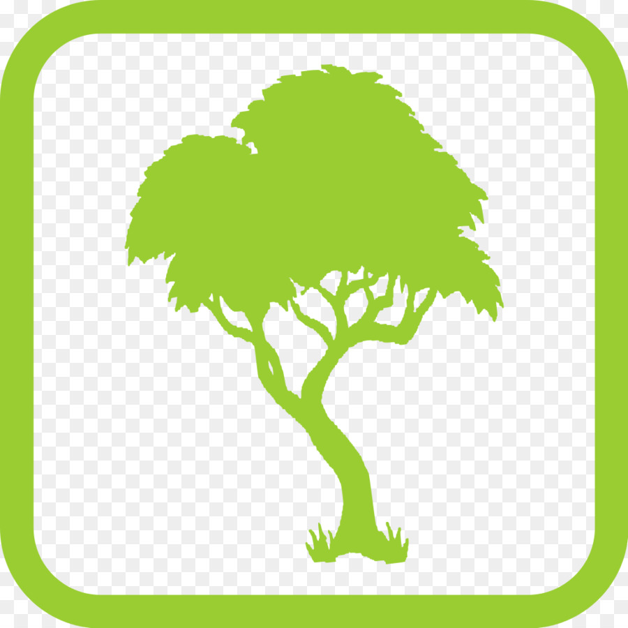 Silhouette der Kahlen Zypresse, Bild, Baum, Fotografie - mint leaf Identifikation