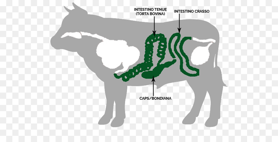 Bestiame a Cavallo del tratto Gastrointestinale intestino tenue intestino crasso - bovino