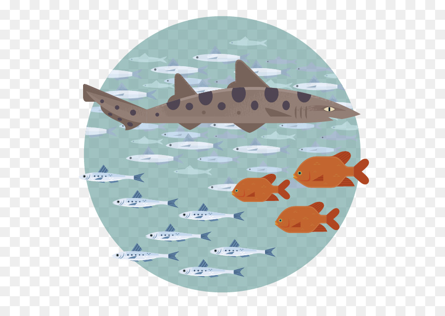 Cá mập Monterey Bay Cá động vật Biển có vú Làm bể cá sinh vật học Biển - monterey hồ