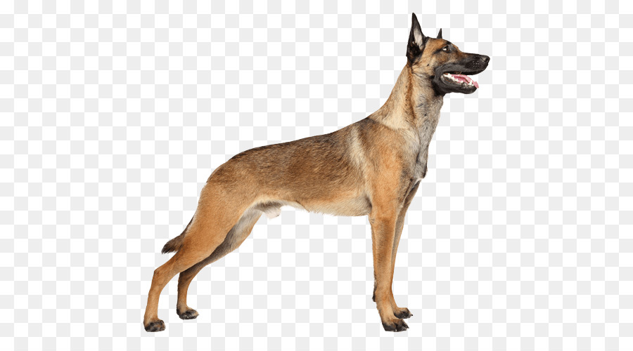 Pastore Malinois Cucciolo, Belga Tervueren pastore tedesco - il cane da pastore tedesco a piedi