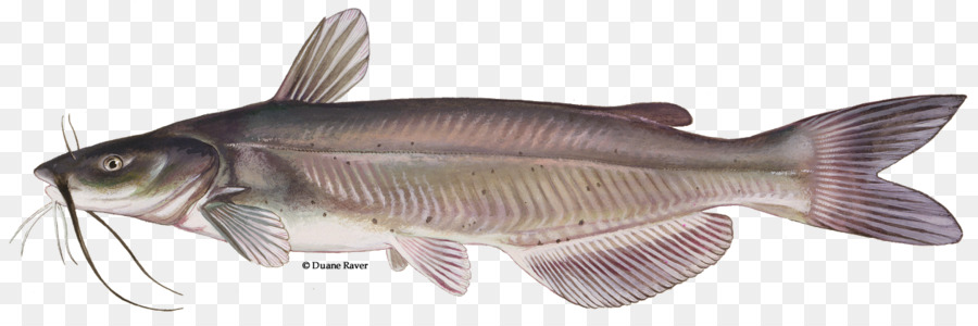 Pesce gatto di canale di Pesca del Barbo - pesci d'acqua dolce