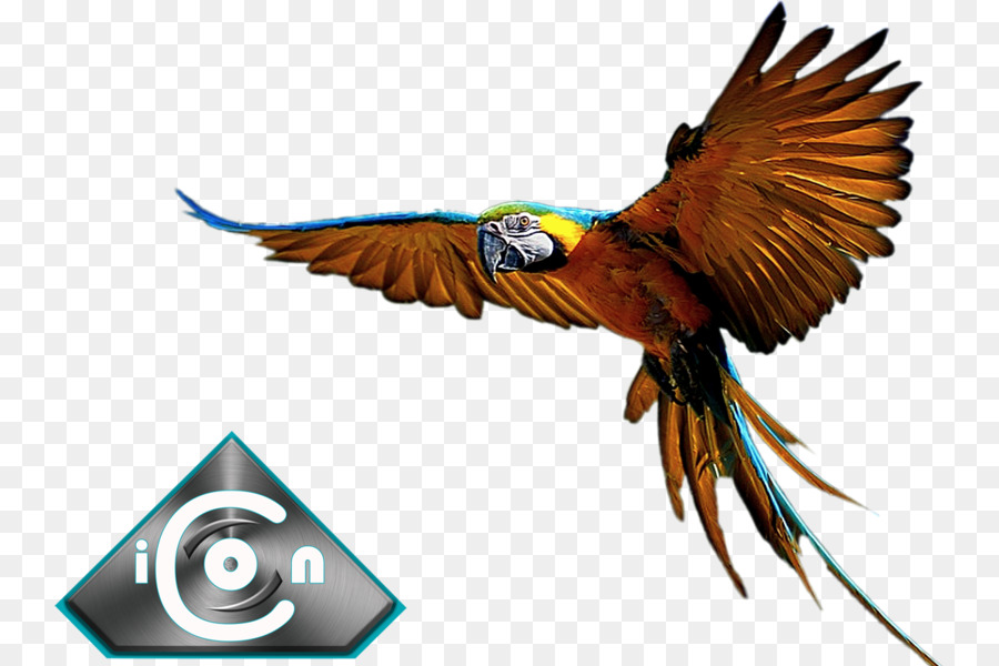 Blau-und-gelber macaw Papagei Vogel Hyazinth-ara - blau und gold ara