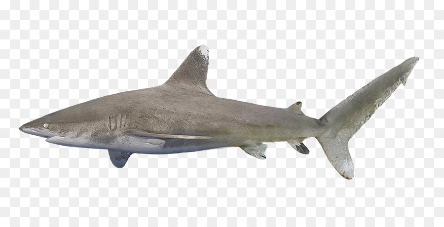 Requiem squali Squaliform squali Fauna - Oceanic whitetip squalo