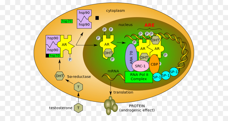 Modulatore selettivo del recettore degli androgeni Testosterone - la crescita delle cellule nervose