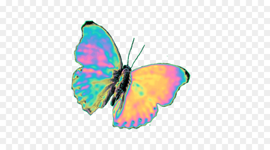 Pinsel footed butterflies Glasswing butterfly Pieridae Bild - hausgemachte lightning bug wings
