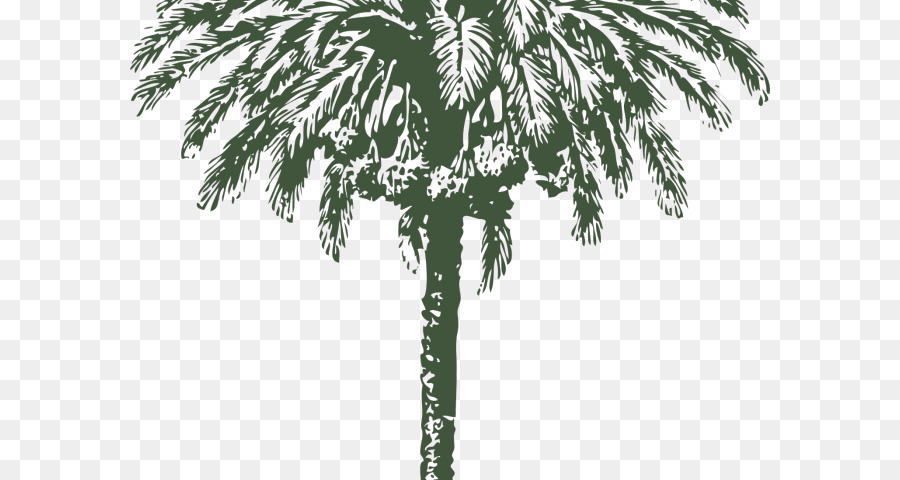 Cây cọ Véc tơ đồ họa Ngày cọ hình Ảnh - palm hạt con kền kền