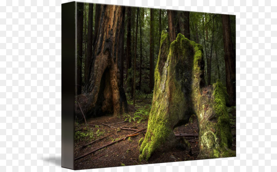 Coast redwood Muir Woods National Monument Gemäßigten Nadelwald Vegetation - Muir Wälder