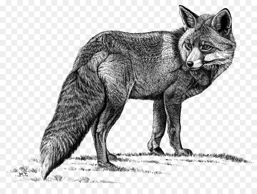 Đỏ fox Sói Coyote cáo Bắc cực màu Xám fox - wolf bút chì
