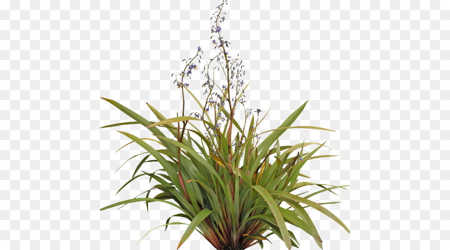 Tasmanian flax lily Blume Pflanzen Strauch Wachsen Licht - yl Sämlinge
