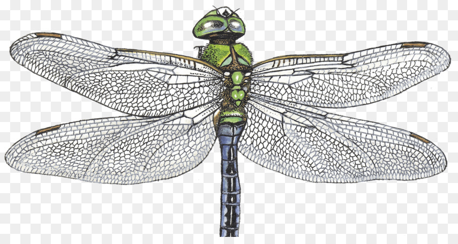 Hoàng đế chuồn Chuồn Pterygota Net cánh côn trùng Longtemps - tin đồn vu khống