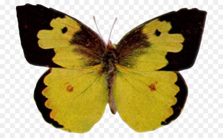 Offuscato gialli Farfalla Pennello zampe farfalle Gossamer ali di farfalle Falena - Alteres