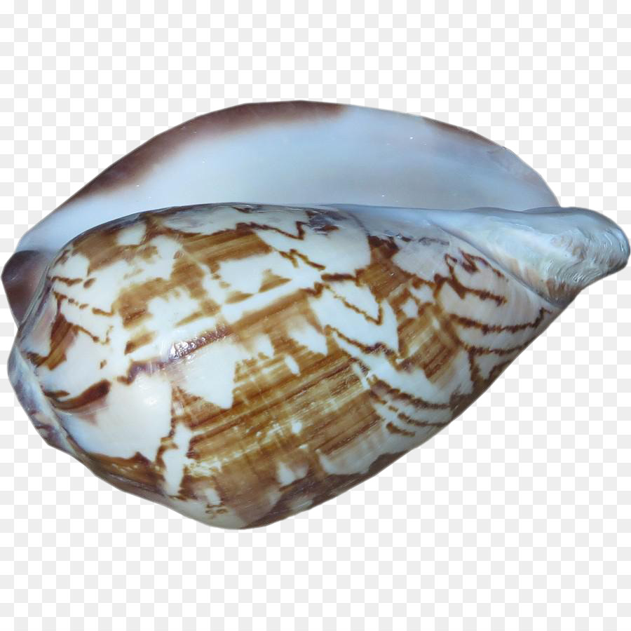 Conomurex luhuanus Muschel Muscheln Chairish - Seashell