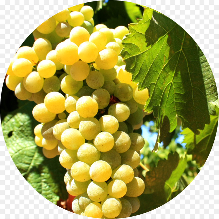 Rebsorte Sultana Alicante Bouschet Varietal France - Arten von Wein Trauben