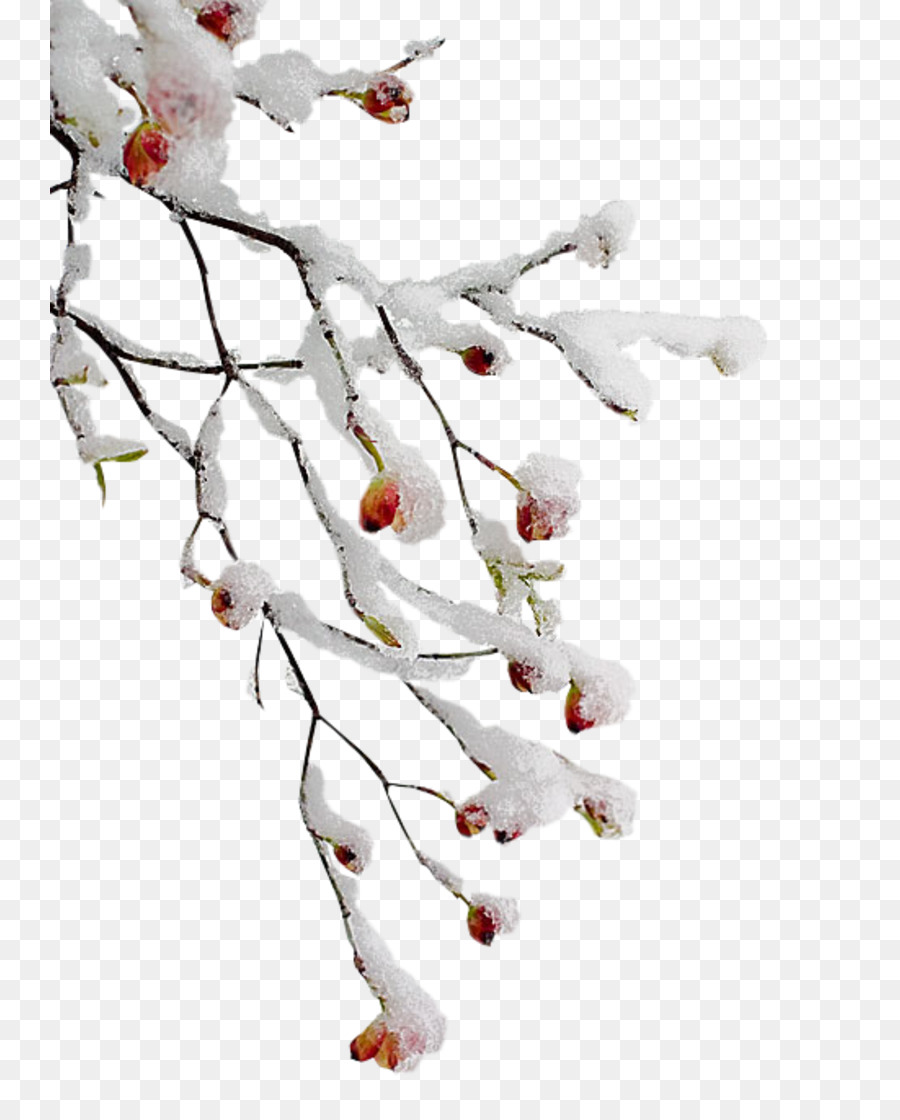 Portable Network Graphics Clip art GIF-Bild Branch - Winter Zweige