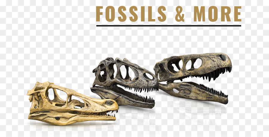 Cranio Mandibola Scheletro Osseo Deinonychus - fossili tartaruga scheletro