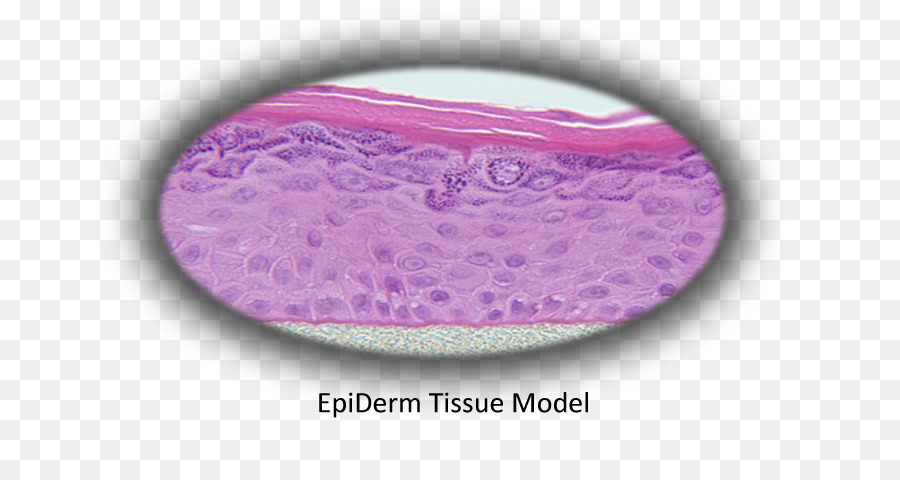 Epidermis MatTek Corporation Gewebe Zelle Haut - bronchiale Epithelzellen