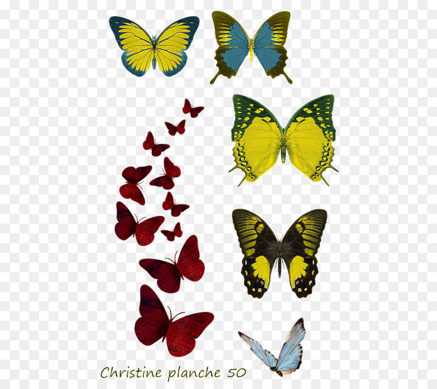Bild Portable Network Graphics Desktop Wallpaper Schmetterling-Malerei - schmetterling insekt