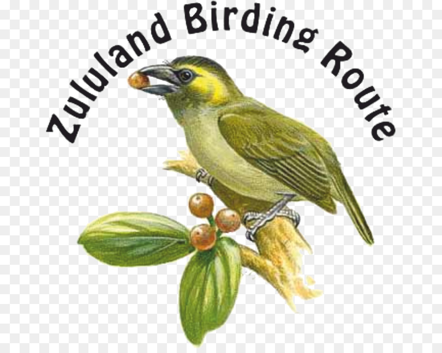 Golf View Lodge T shirt Familie Babanango Ulundi - Mangroven Eisvogel