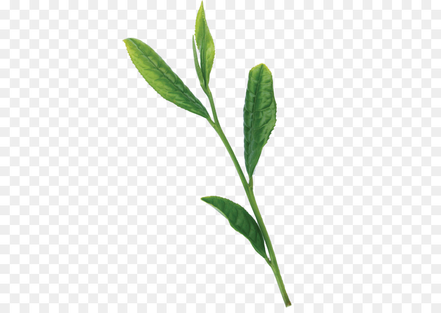 Blatt, Pflanze, Stängel Krautiger Pflanzen - mint green Rucksäcke ross