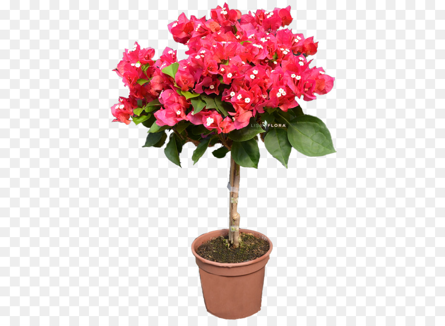 Azalea Blumentopf Zimmerpflanze Strauch iPhone XR - Balkon Veranda Pflanzer