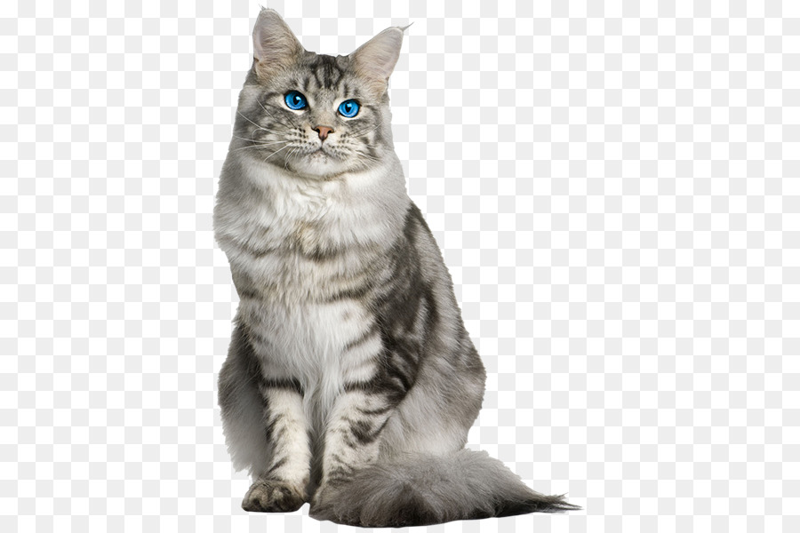Maine Coon, norvegese delle Foreste è un gatto Gattino Sokoke Razza - chiamare gatto chiamata cane