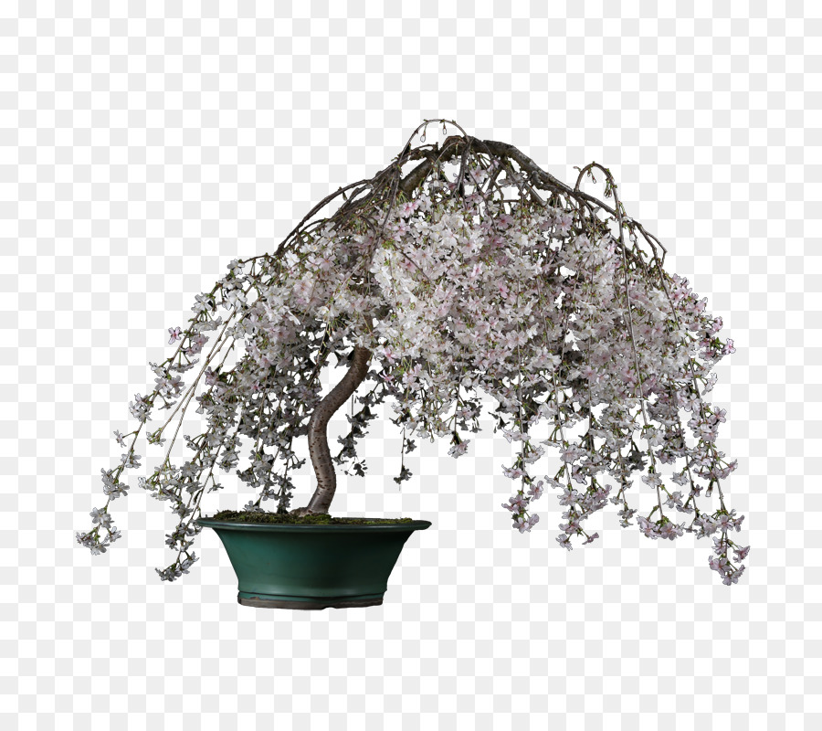 Bonsai Sản Phẩm Cây - mận bonsai