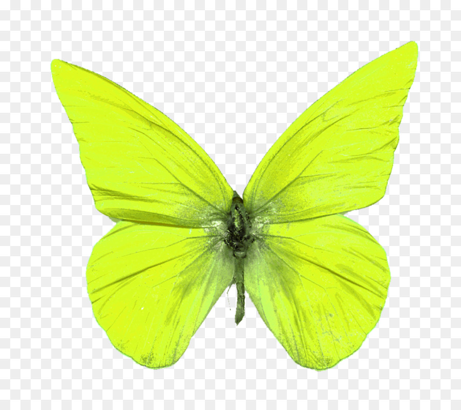 Pieridae-Schmetterling-Insekt-Pinsel-footed butterflies Moth - schmetterling insekt
