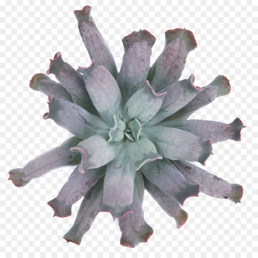 Saftig plant Plants Echeveria Cactus Xerosicyos - blauer Himmel echeveria
