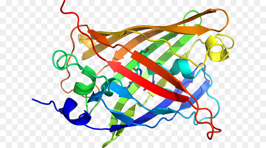 Clip art Einklang Organismus Produkt - fluoreszierende Quallen protein