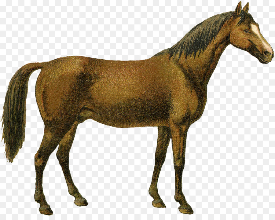 Mustang Pony cavallo Arabo Australian Stock Cavallo Puledro - francese graphics fairy trasferimenti
