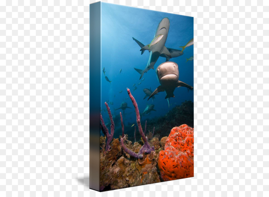 Ökosystem Süßwasser-aquarium Korallenriff Meeresbiologie - 