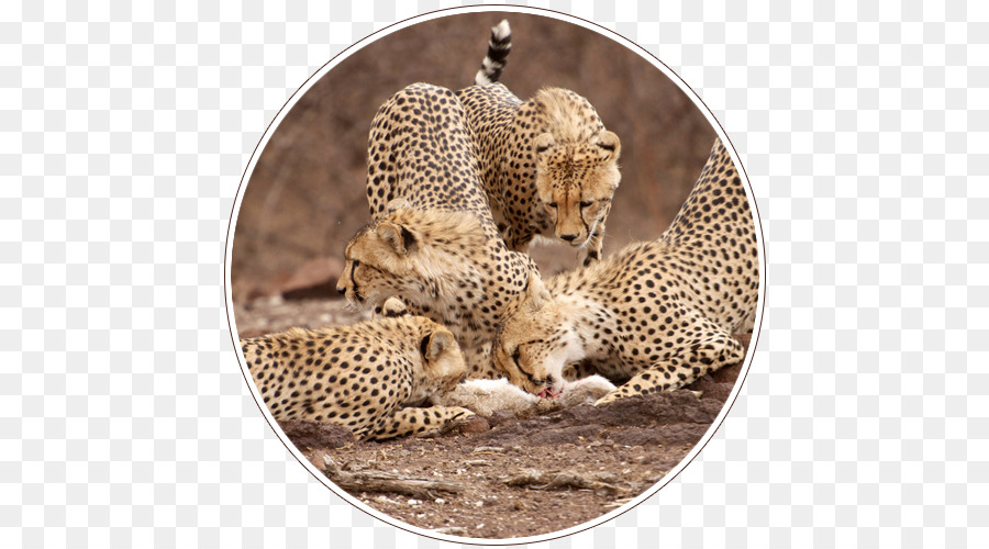 Süd Afrika, Central Kalahari Game Reserve, Kalahari Wüste Safari Leopard - Botswana Safari