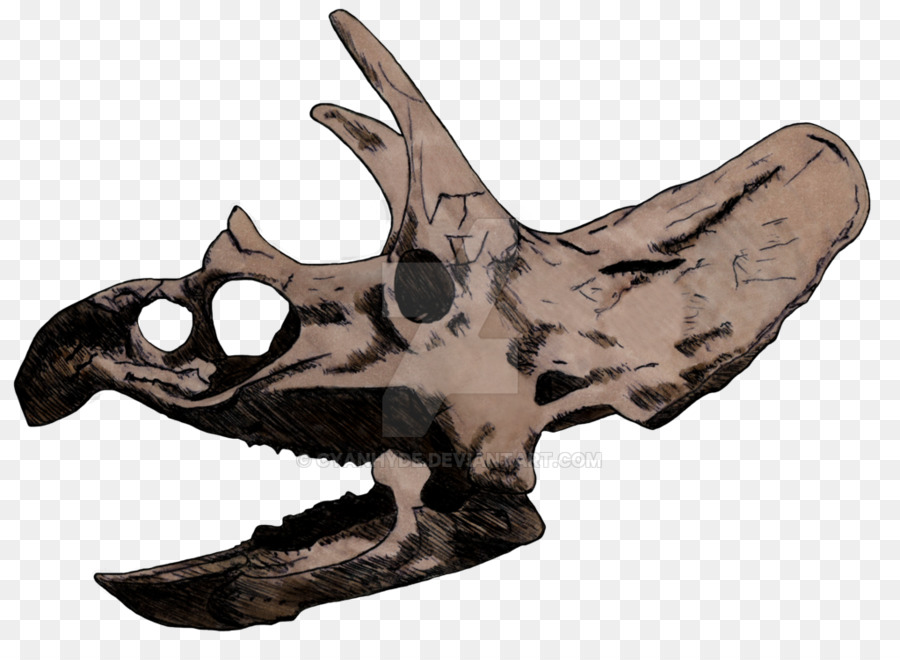 Triceratops Teschio Cornuto dinosauri Disegno - cranio