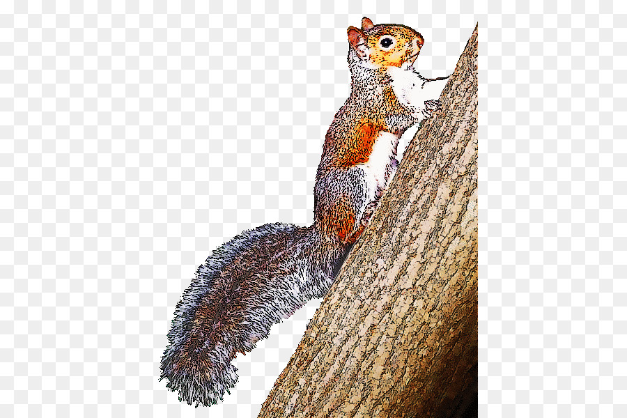 Ost-graue Eichhörnchen Clip art Openclipart Kostenlose Inhalte - graue Eichhörnchen