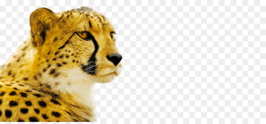 Cheetah Cat Royalty-free Stock Fotografie stock.xchng - 1. Klasse Reisen