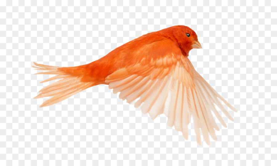 Rosso fattore di canary Bird Stock di fotografia Europea verzellino canarino solforato - gallo canarino