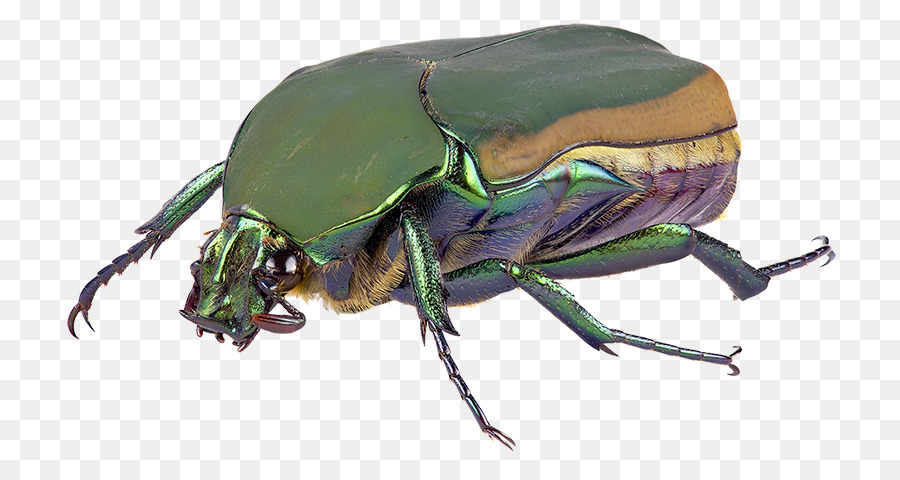 Orange County di Zanzara e di Controllo Vettoriale Distretto scarabeo Scarabeo - scarabeo identificazione